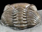Wide, Enrolled Eldredgeops Trilobite - Ohio #55457-3